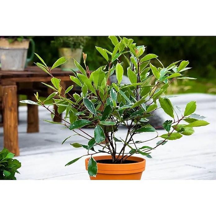 Pflanzen für dich Glanzmispel 60-80 cm - Photinia fraseri 'Louise' - Buntblättrige Pflanze mit grün-weißen Blättern in Terrakottatopf auf einer Terrasse.