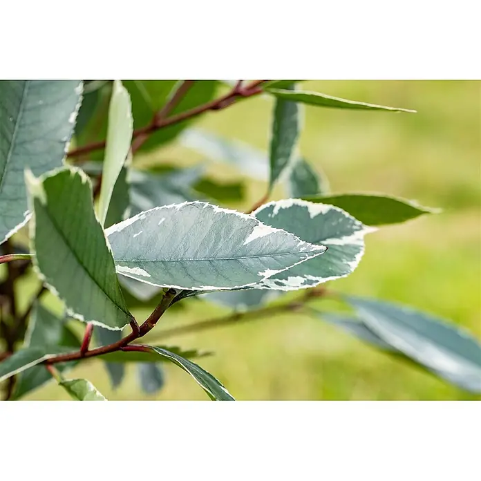 Pflanzen für dich Glanzmispel 60-80 cm - Photinia fraseri 'Louise' - Nahaufnahme von panaschierten Blättern mit gezackten weiß-grünen Rändern an rötlich-braunen Stielen.