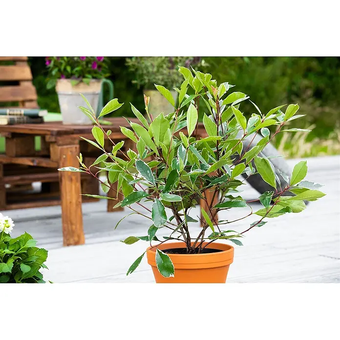 Pflanzen für dich Glanzmispel 60-80 cm - Photinia fraseri 'Louise' - Eine bunte, panaschierte Pflanze in einem orangefarbenen Terrakottatopf auf einer Holzterrasse.