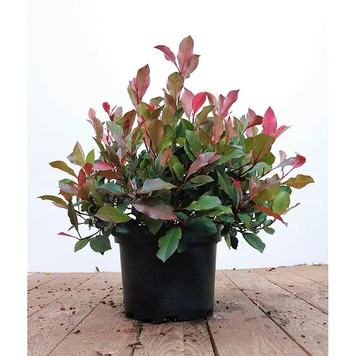 Pflanzen für dich Glanzmispel 40-60 cm - Photinia fraseri 'Little Red Robin' - Eine lebendige Pflanze mit grünen und rötlichen Blättern in einem schwarzen Topf auf einer Holzoberfläche.