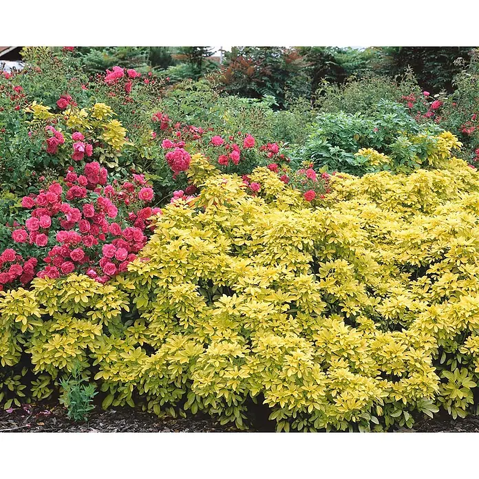 Pflanzen für dich Glanzmispel 40-60 cm - Choisya ternata 'Sundance' - Leuchtend gelblaubiger Strauch in Gartenumgebung, ergänzt durch leuchtend pinke Rosen. Ideal für farbenfrohe Landschaftsgestaltung.