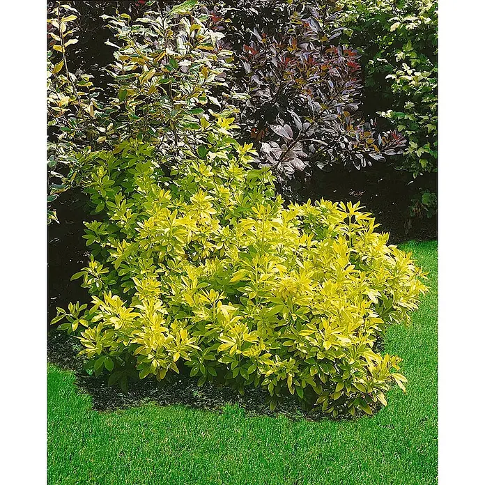 Pflanzen für dich Glanzmispel 40-60 cm - Choisya ternata 'Sundance' - Leuchtend gelb-grüner Strauch mit hellem Laub in einer Gartenumgebung.