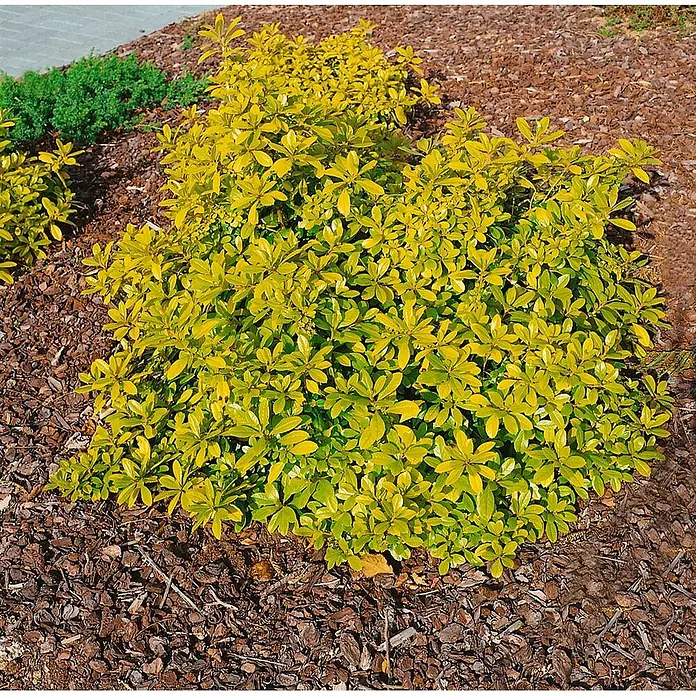 Pflanzen für dich Glanzmispel 40-60 cm - Choisya ternata 'Sundance' - Ein hell goldgelber Laubstrauch in einem gemulchten Gartenbeet, mit anderen Grünpflanzen im Hintergrund.