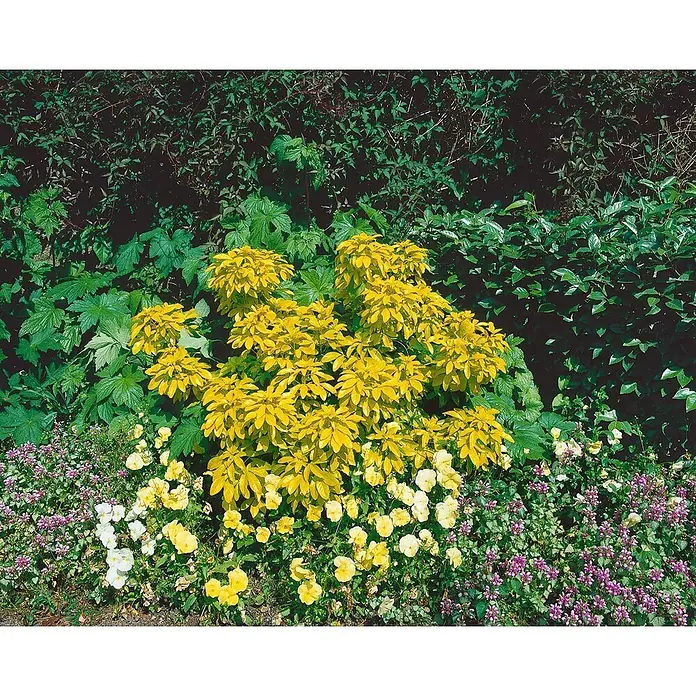 Pflanzen für dich Glanzmispel 40-60 cm - Choisya ternata 'Sundance' - Lebhaftes Gartenbeet mit einem zentralen Büschel leuchtend gelbblättriger Sträucher, umgeben von vielfältigem Grün und kleineren violetten und gelben Blütenpflanzen.