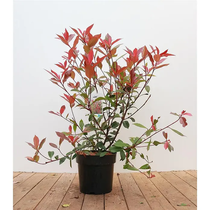 Pflanzen für dich Glanzmispel 60-80 cm - Photinia fraseri 'Carré Rouge' - Topfpflanze mit leuchtend roten neuen Blättern und grünem reifen Laub in einem schwarzen Topf.