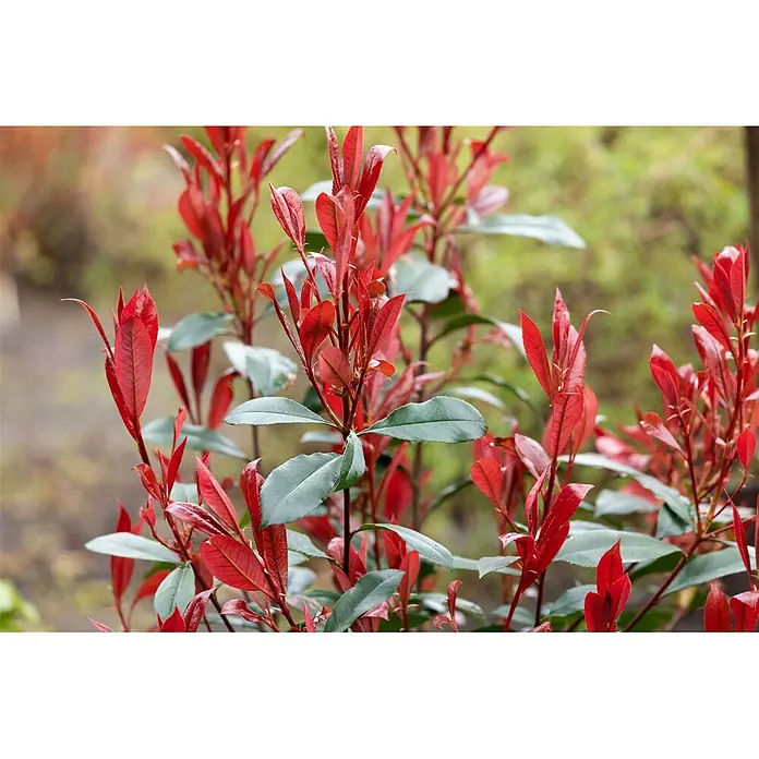 Pflanzen für dich Glanzmispel 60-80 cm - Photinia fraseri 'Carré Rouge' - Nahaufnahme eines Photinia-Strauchs mit leuchtend roten jungen Blättern und reifen grünen Blättern.
