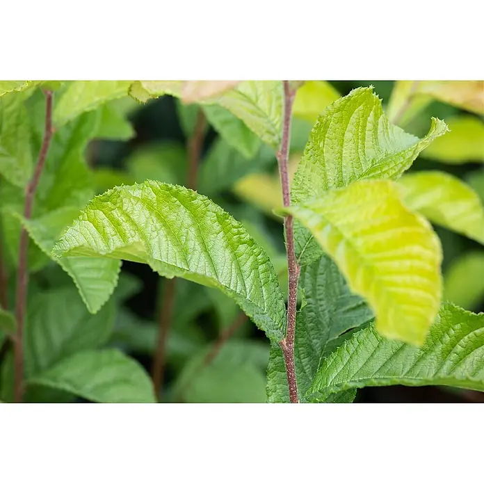 Pflanzen für dich Glanzmispel 60-100 cm - Photinia villosa - Leuchtend grüne, strukturierte Blätter mit gezackten Rändern an rotbraunen Stielen.
