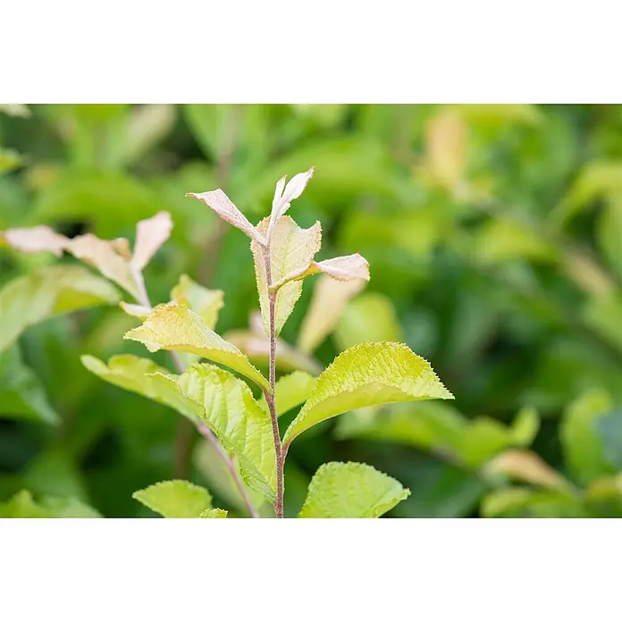Pflanzen für dich Glanzmispel 60-100 cm - Photinia villosa - Frische, hellgrüne Blätter mit rötlichem Neuaustrieb an einem Pflanzenstamm.