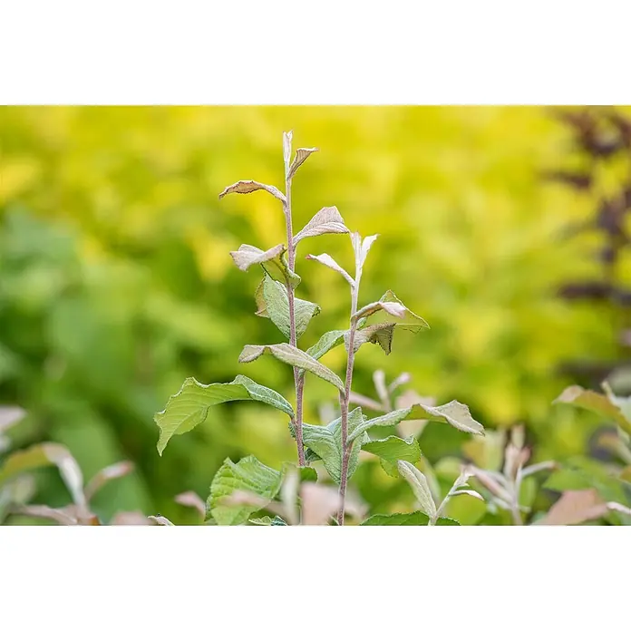 Pflanzen für dich Glanzmispel 60-100 cm - Photinia villosa - Zwei junge Pflanzenstiele mit hellgrünen und rötlich-braunen Blättern vor einem verschwommenen grün-gelben Hintergrund.