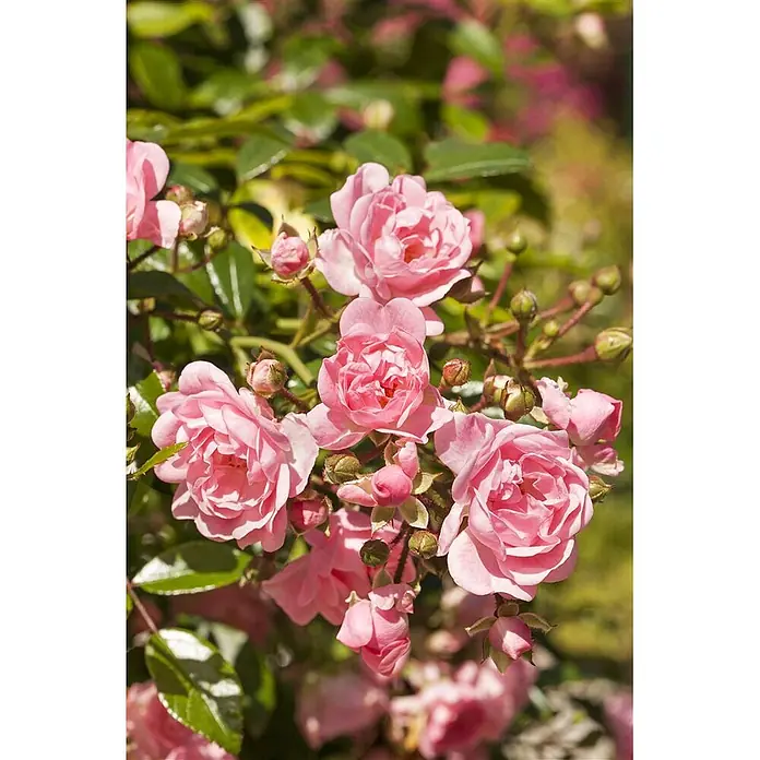Pflanzen für dich Bodendeckerrose 3-5 Liter - Rosa 'The Fairy', Rosa - Üppiger Strauß leuchtend rosa Rosen in voller Blüte und Knospe.