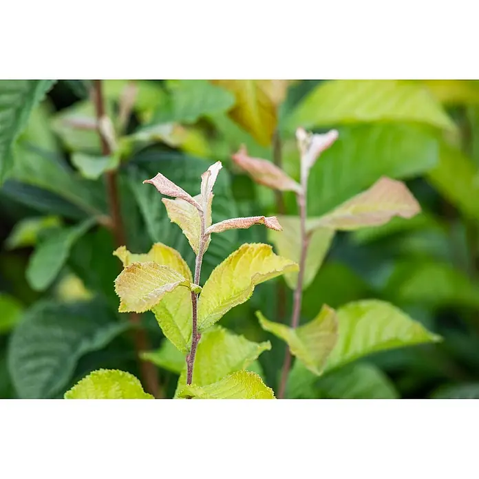 Pflanzen für dich Glanzmispel 60-100 cm - Photinia villosa - Junge Pflanzentriebe mit hellgrünen, gelben und rötlichen neuen Blättern.