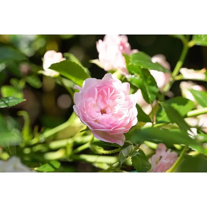 Pflanzen für dich Bodendeckerrose 3-5 Liter - Rosa 'The Fairy', Rosa - Eine zarte hellrosa Rose blüht lebhaft zwischen grünen Blättern, mit weiteren unscharfen rosa Rosen im Hintergrund.