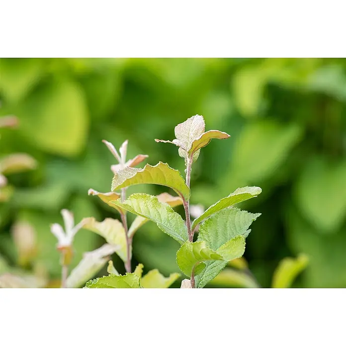 Pflanzen für dich Glanzmispel 60-100 cm - Photinia villosa - Junge, hellgrüne Blätter und Stiele einer Pflanze, die neues Wachstum zeigen.