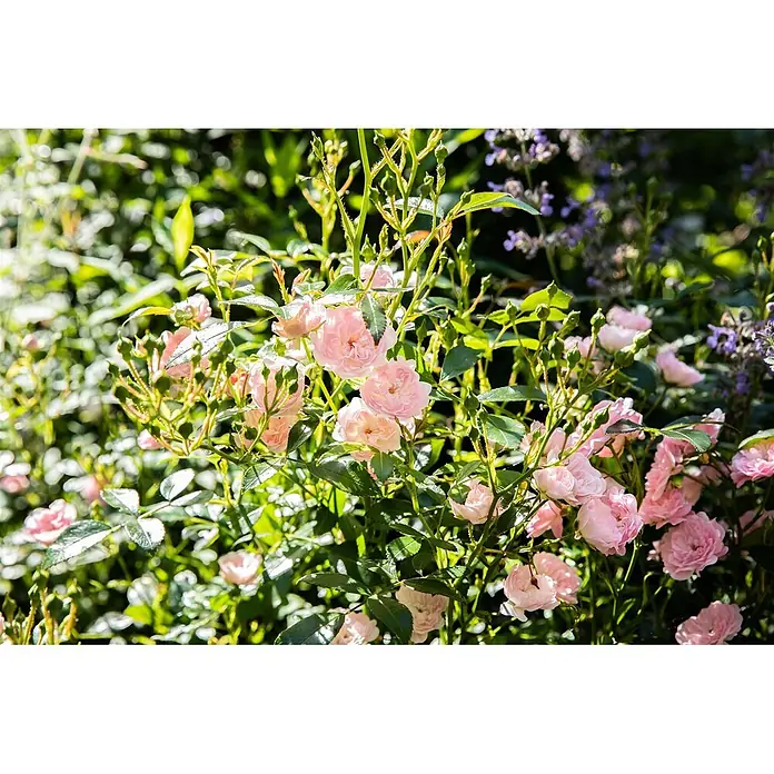 Pflanzen für dich Bodendeckerrose 3-5 Liter - Rosa 'The Fairy', Rosa - Zartrosa Rosen und Knospen blühen hell in einem lebhaften Garten, umgeben von grünem Laub und einem Hauch lila Blüten.