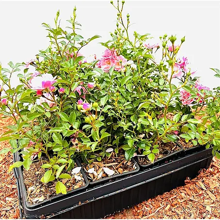 Pflanzen für dich  Bodendeckerrose 15-20 cm