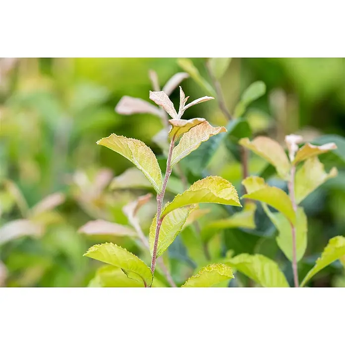 Pflanzen für dich Glanzmispel 60-100 cm - Photinia villosa - Nahaufnahme junger, hellgrüner bis gelblicher Pflanzenblätter mit rötlichen Spitzen.