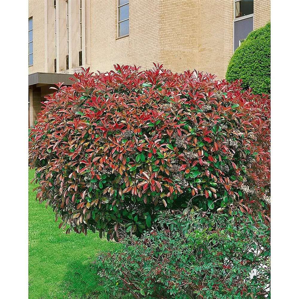 Pflanzen fr dich Glanzmispel 60-100 cm online kaufen bei BAUHAUS