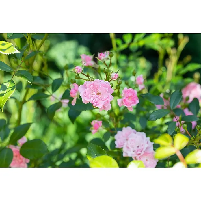 Pflanzen für dich Bodendeckerrose 3-5 Liter - Rosa 'The Fairy', Rosa - Lebendige pinke Rosen mit vielen Knospen blühen an einer Pflanze.