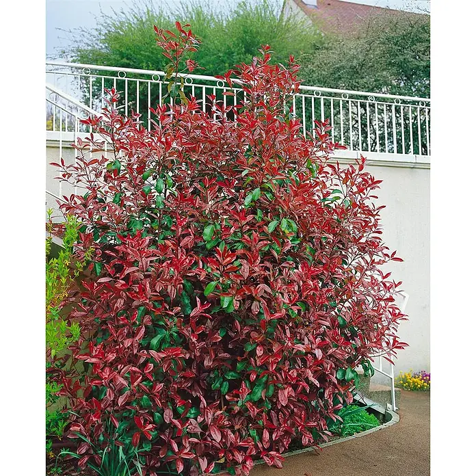 Pflanzen für dich Glanzmispel 60-100 cm - Photinia fraseri 'Red Select' - Ein üppiger Strauch mit leuchtend roten und grünen Blättern, der an einem weißen Geländer wächst, ideal für Hecken.