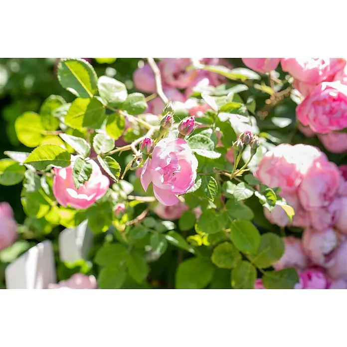 Pflanzen für dich Bodendeckerrose 3-5 Liter - Rosa 'The Fairy', Rosa - Nahaufnahme von leuchtend rosa Rosen und Knospen an einem Busch mit grünen Blättern, im Sonnenlicht.