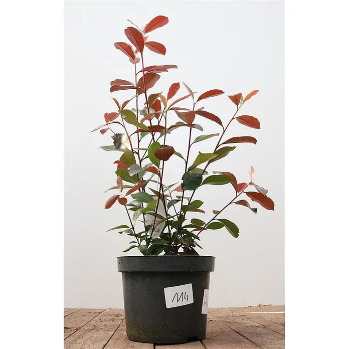Pflanzen für dich Glanzmispel 40-60 cm - Photinia fraseri 'Red Robin' - Topfpflanze mit leuchtend rot-grünen Blättern in einem dunklen Kunststofftopf.