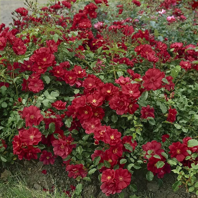 Pflanzen für dich Bodendeckerrose Rose - Rosa 'The Fairy', Rot - Ein leuchtend roter Rosenstrauch mit zahlreichen kleinen, geöffneten Blüten und grünem Laub, dicht im Garten wachsend.