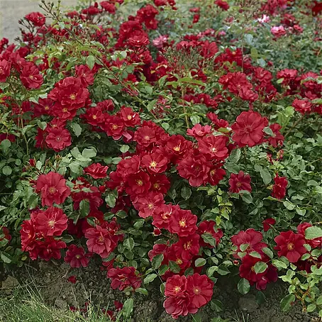 Pflanzen für dich  Bodendeckerrose Rose