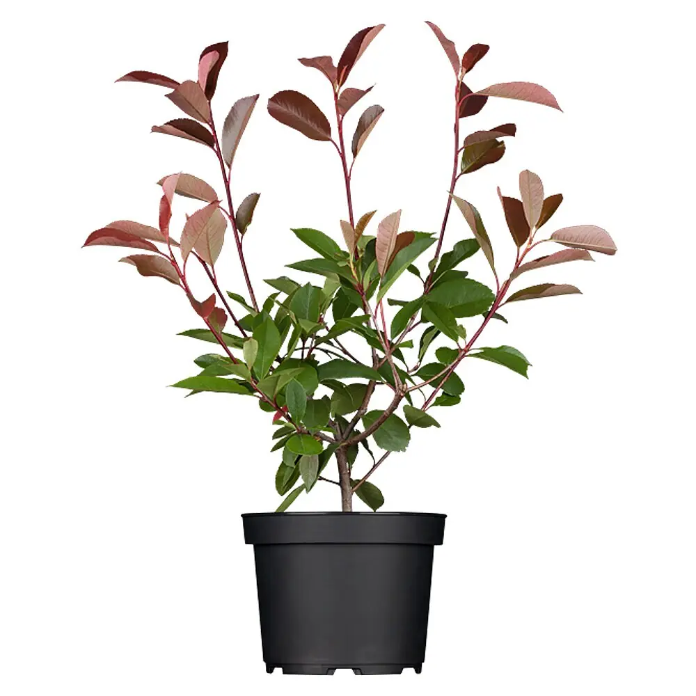philodendron long leaves Philodendron 'White Princess' – Carnivero