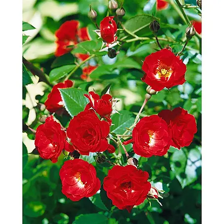 Pflanzen für dich  Bodendeckerrose 5-7,5 Liter
