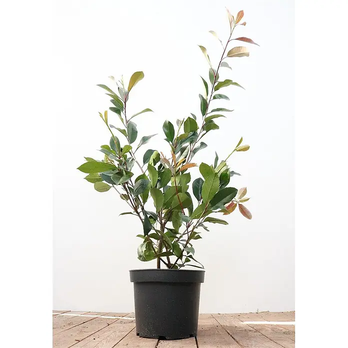 Pflanzen für dich Glanzmispel 60-80 cm - Photinia fraseri 'Red Robin' - Junge, belaubte Pflanze mit grünem und rotem Neuaustrieb in einem schwarzen Plastiktopf.