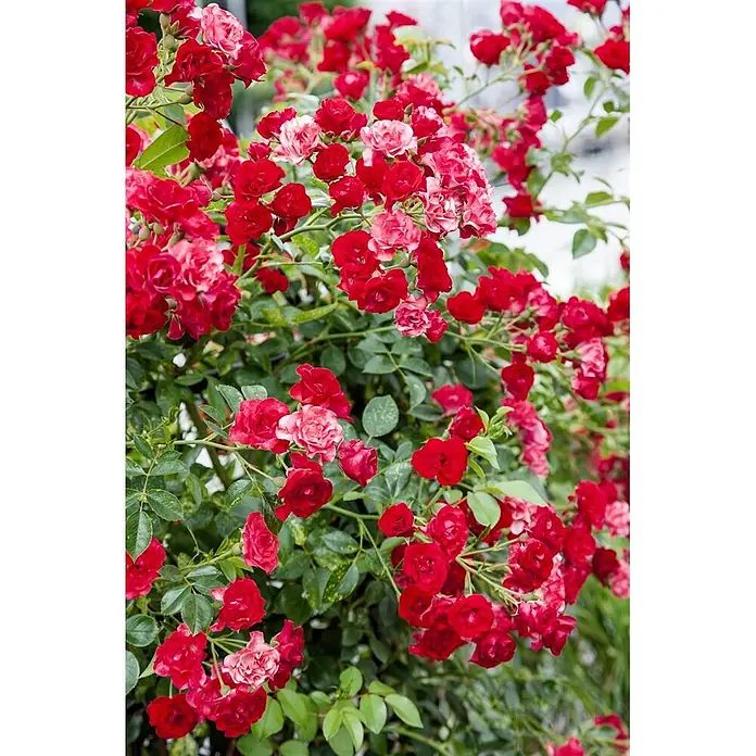 Pflanzen für dich Bodendeckerrose 5-7,5 Liter - Rosa 'Scarlet Meidiland', Rot - Üppiger Busch kleiner roter und rosafarbener Rosen mit grünem Laub.