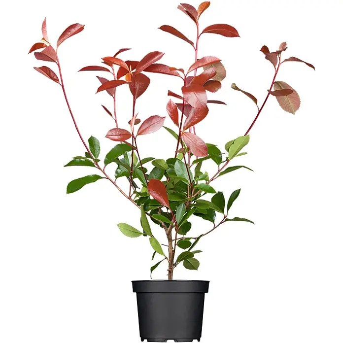Pflanzen für dich Glanzmispel 60-80 cm - Photinia fraseri 'Red Robin' - Eine junge Pflanze mit rötlich-grünen Blättern in einem schwarzen Plastiktopf.