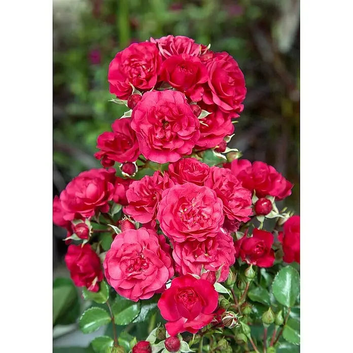 Pflanzen für dich Bodendeckerrose 5-7,5 Liter - Rosa 'Gärtnerfreude', Rot - Nahaufnahme einer lebhaften Gruppe roter Rosen und Knospen.