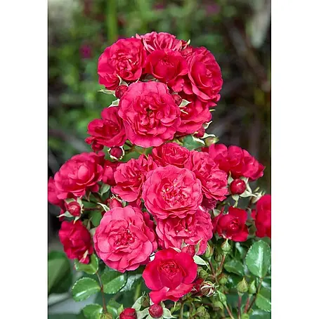 Pflanzen für dich  Bodendeckerrose 5-7,5 Liter