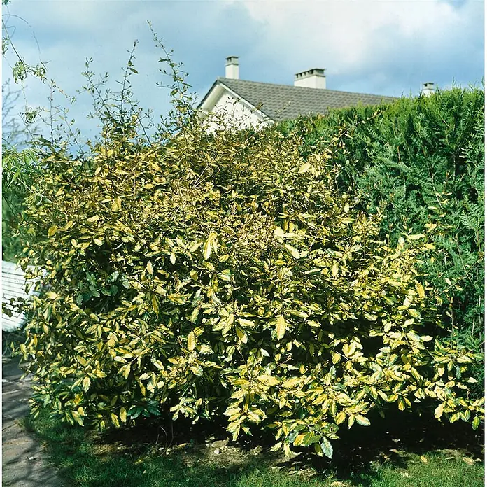 Pflanzen für dich Wintergrüne Ölweide 20-30 cm - Elaeagnus pungens 'Maculata', 20 cm - 30 cm - Üppiger panaschierter Strauch mit leuchtend gelben und grünen Blättern, der in einem Garten gedeiht.