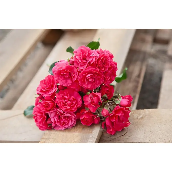 Pflanzen für dich Bodendeckerrose 5-7,5 Liter - Rosa 'Gärtnerfreude', Rot - Ein lebhafter Strauß pinker Rosen mit grünen Blättern ruht auf einer rustikalen Holzpalette.