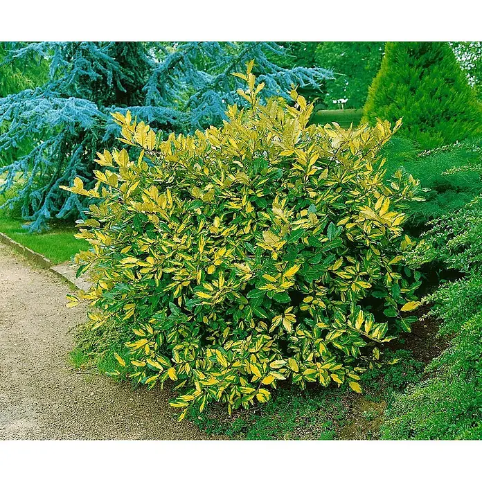 Pflanzen für dich Wintergrüne Ölweide 20-30 cm - Elaeagnus pungens 'Maculata', 20 cm - 30 cm - Ein leuchtender, panaschierter Strauch mit grünen und gelben Blättern in einem Garten.