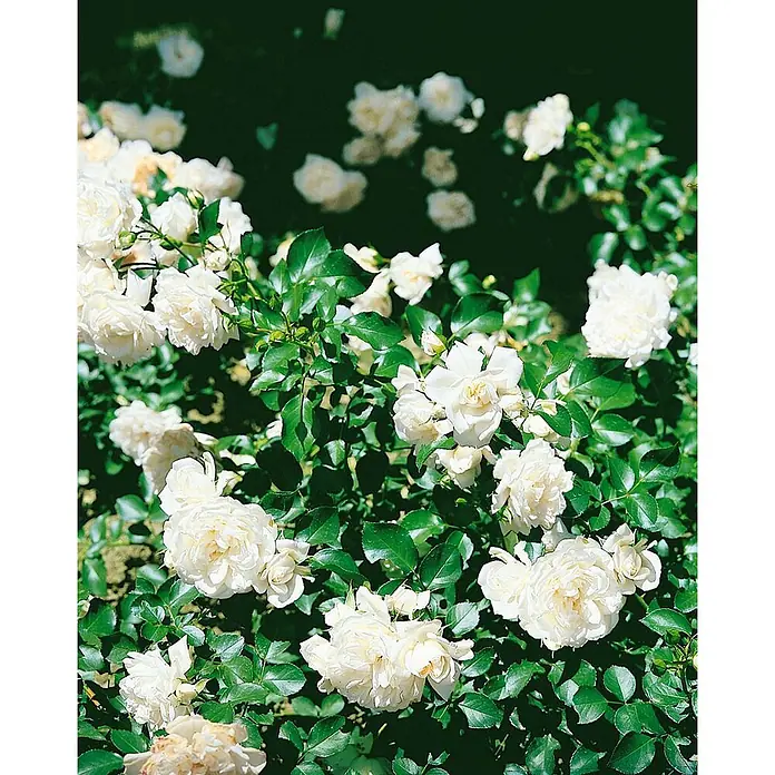 Pflanzen für dich Bodendeckerrose 5-7,5 Liter - Rosa 'White Meidiland', Weiß - Üppige weiße Rosen blühen an einem leuchtend grünen Rosenstrauch.