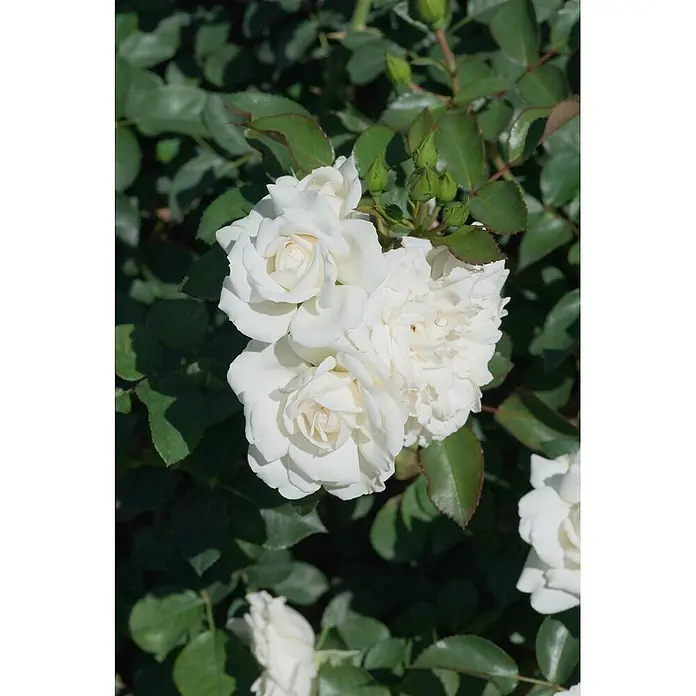 Pflanzen für dich Bodendeckerrose 5-7,5 Liter - Rosa 'White Meidiland', Weiß - Eine leuchtende Gruppe weißer Rosen in voller Blüte, begleitet von ungeöffneten grünen Knospen.