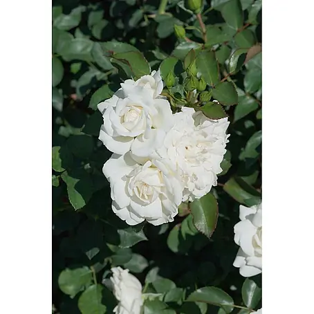 Pflanzen für dich  Bodendeckerrose 5-7,5 Liter