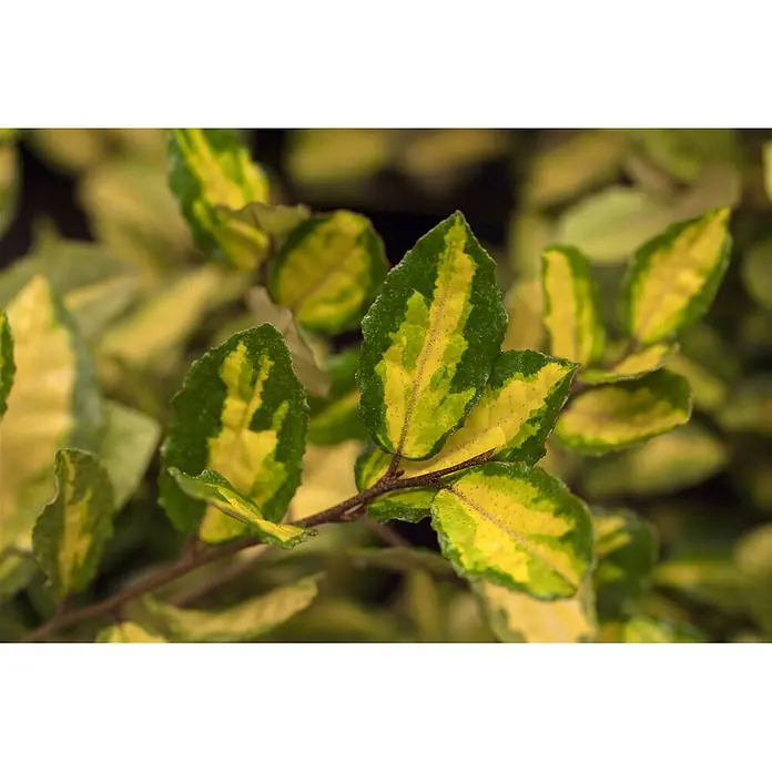 Pflanzen für dich Wintergrüne Ölweide 20-30 cm - Elaeagnus pungens 'Maculata', 20 cm - 30 cm - Nahaufnahme von panaschierten Blättern mit lebhaften grünen und gelben Mustern an einem Ast.