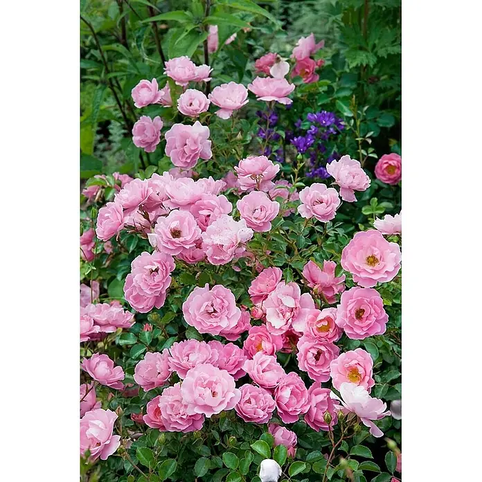 Pflanzen für dich Bodendeckerrose 3-5 Liter - Rosa 'Sommerwind', Rosa - Ein buschiger Strauch mit zahlreichen leuchtend rosa Rosen in voller Blüte, umgeben von grünem Laub im Garten.