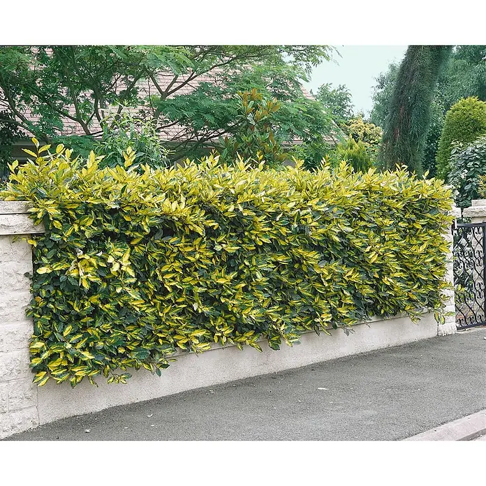 Pflanzen für dich Wintergrüne Ölweide 20-30 cm - Elaeagnus pungens 'Maculata', 20 cm - 30 cm - Üppige grün-gelb panaschierte Hecke entlang einer Steinmauer, die eine gepflasterte Straße begrenzt.