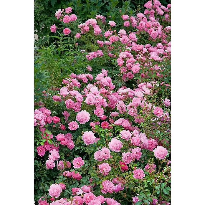 Pflanzen für dich Bodendeckerrose 3-5 Liter - Rosa 'Sommerwind', Rosa - Ein dichter Busch bedeckt mit zahlreichen leuchtend rosa Rosen und grünen Blättern.