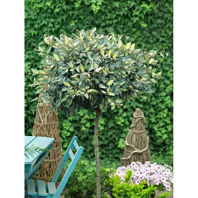 Pflanzen für dich Wintergrüne Ölweide 20-30 cm - Elaeagnus pungens 'Maculata', 20 cm - 30 cm - Kugeliger, immergrüner Zierstrauch auf Stamm, mit grün-gelben Blättern.