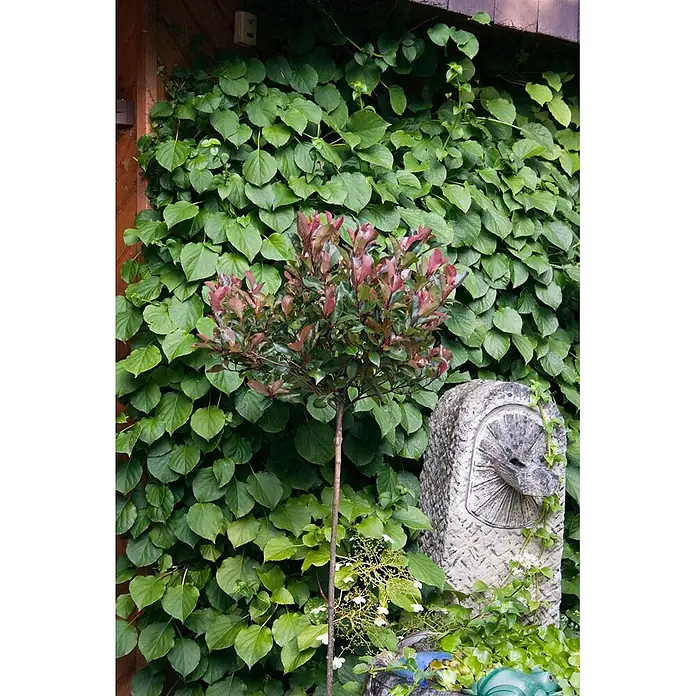Pflanzen für dich Glanzmispel 20-30 cm - Photinia fraseri 'Little Red Robin' - Kleiner Stammbaum mit auffällig rot-grünen Blättern in einer lebhaften Gartenlandschaft.