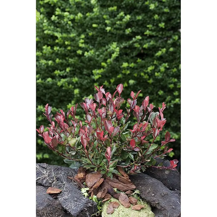 Pflanzen für dich Glanzmispel 20-30 cm - Photinia fraseri 'Little Red Robin' - Eine kleine Pflanze mit leuchtend roten neuen Blättern und grünen alten Blättern, wächst zwischen braunem Rindenmulch und dunklen Steinen.