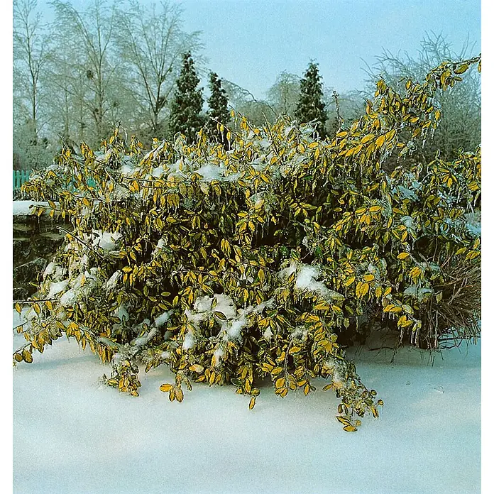 Pflanzen für dich Wintergrüne Ölweide 20-30 cm - Elaeagnus pungens 'Maculata', 20 cm - 30 cm - Ein gelb-grüner Busch, beladen mit Schnee und Eiszapfen in einer Winterlandschaft.