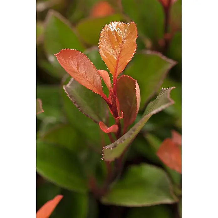 Pflanzen für dich Glanzmispel 20-30 cm - Photinia fraseri 'Little Red Robin' - Leuchtend orangerote neue Pflanzenblätter mit fein gezackten Rändern.