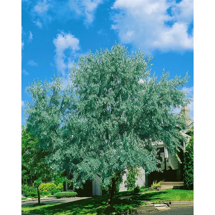 Pflanzen für dich Wintergrüne Ölweide 150-200 cm - Elaeagnus angustifolia, 150 cm - 200 cm - Ein großer Baum mit silbrig-grünem Laub steht markant in einem Vorgarten und verdeckt teilweise ein Haus.